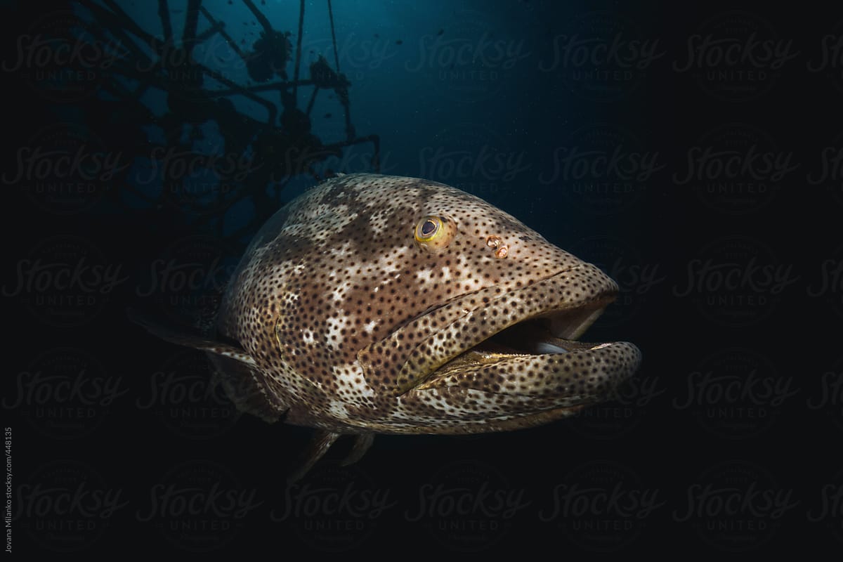 Big malabar grouper resting in artificial reef underwater