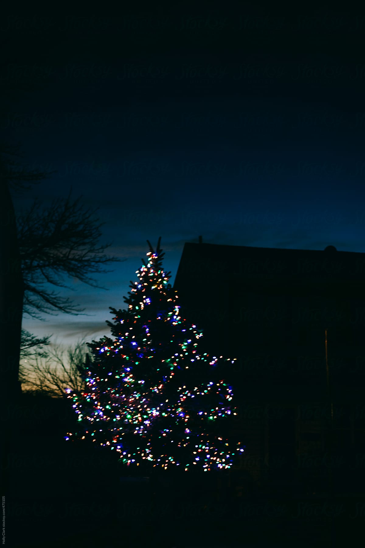A pine tree decorated with Christmas lights at twilight.