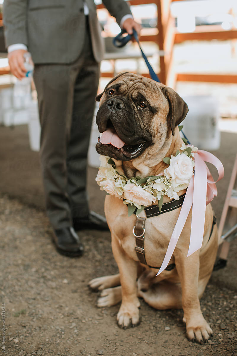 Large Dog at Wedding Wearing Flower Collar