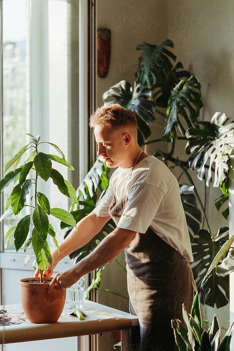 A man replunting indoor plants at home.