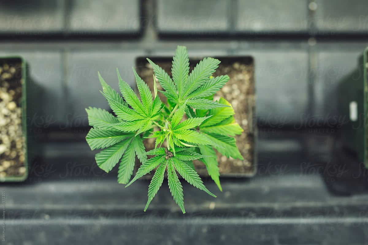 Baby Medical Marijuana Plant From the Top