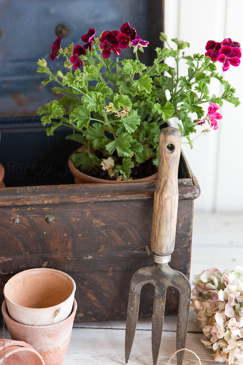 Pelargonium in a metal chest with gardening equipment
