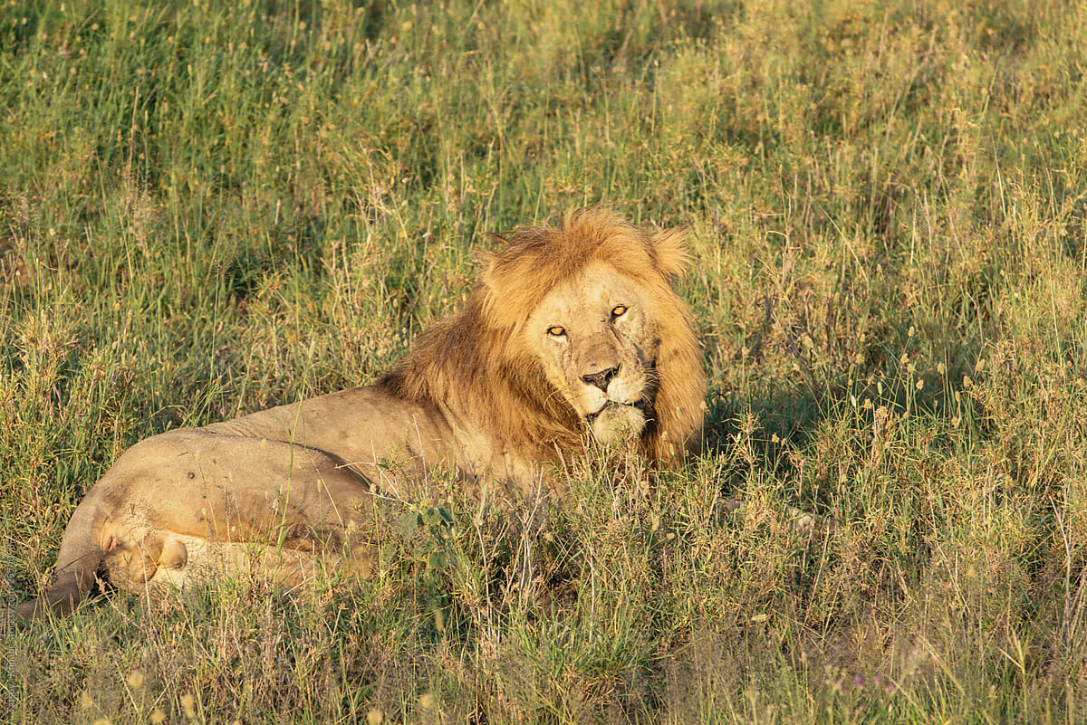 The King of Safari Taking Some Break