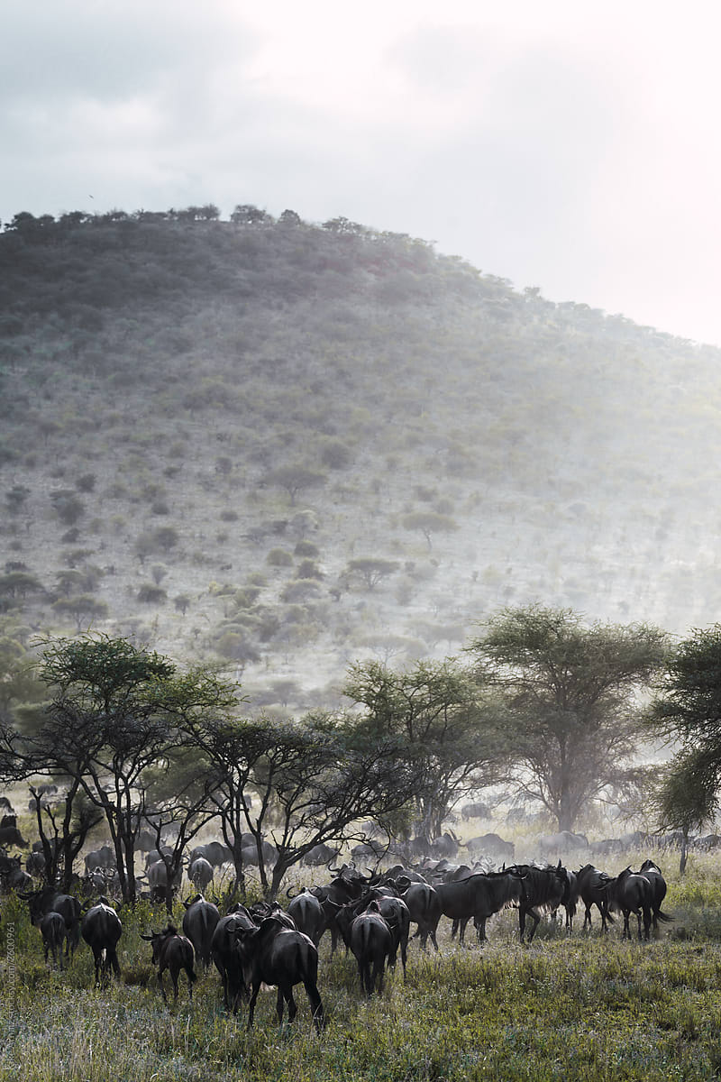 wildebeest migration Serengeti