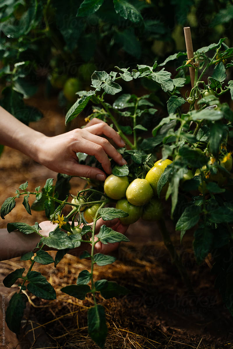 Green tomatoes growing on a farm