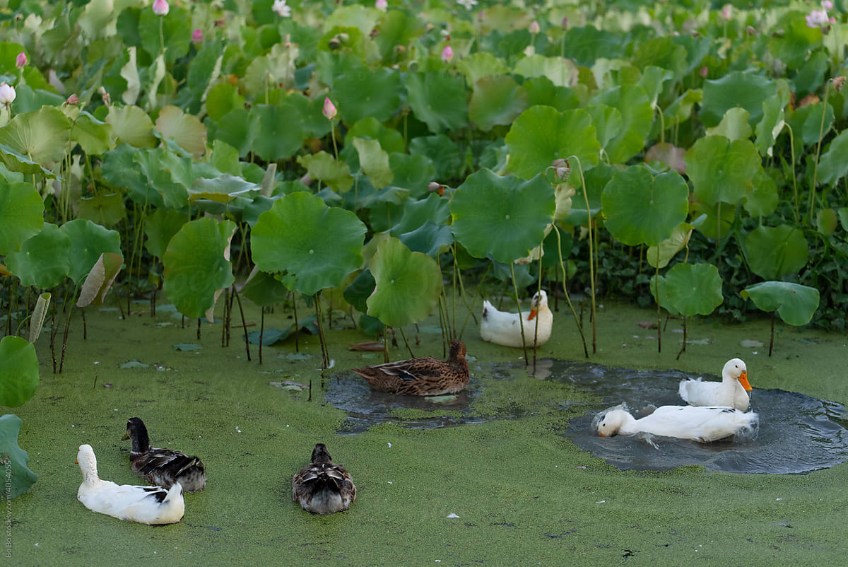 ducks in the lotus pond