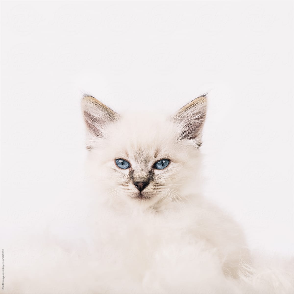 Cat By Ibex media