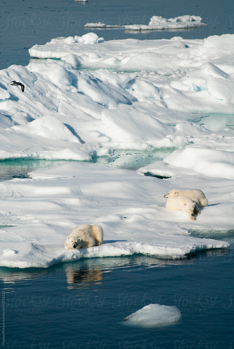 Polar mother and two cubs, resting.