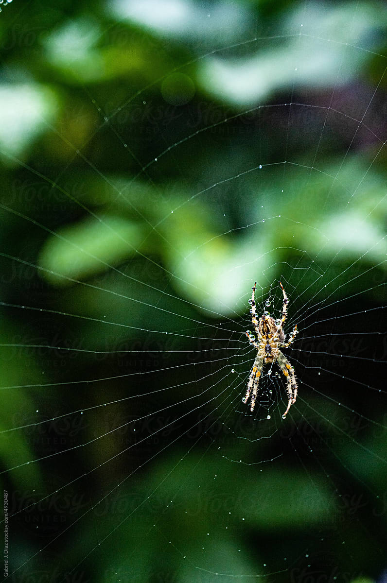 Garden Spider Araneus Diadematus  and spider web