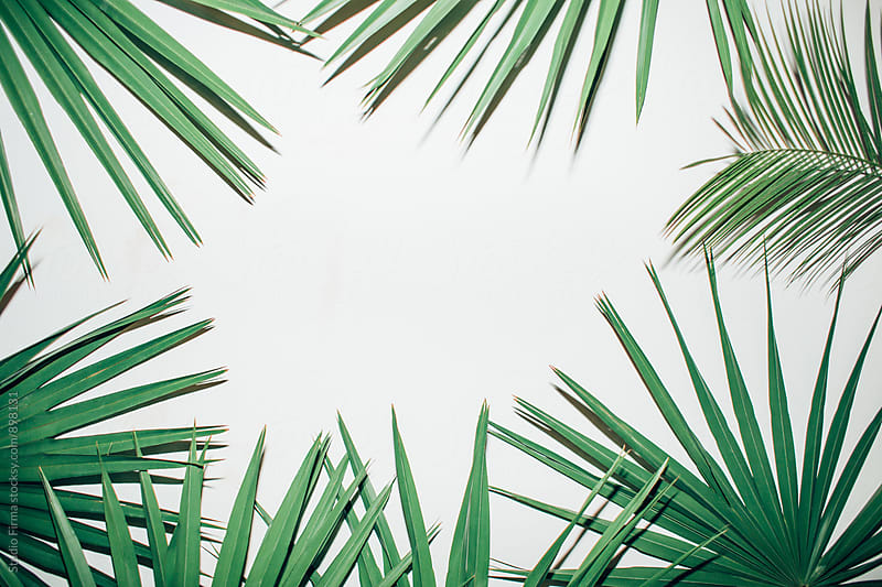 Palm leaves on a white background by Studio Firma - Stocksy United