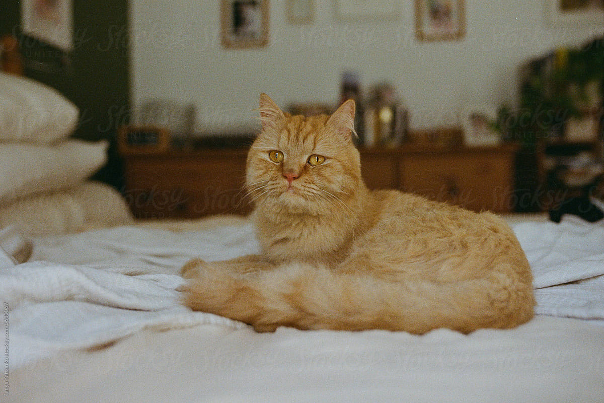 A ginger cat on a bed