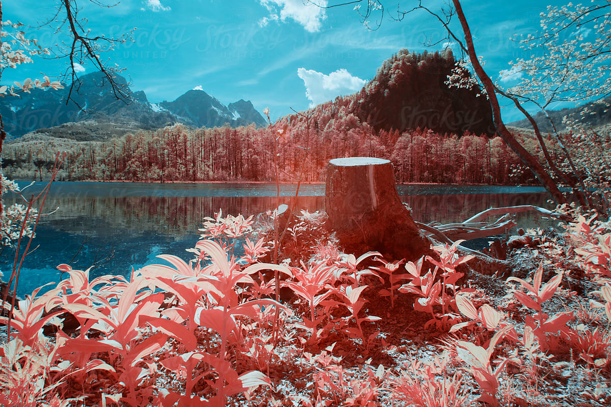  Lake With Forest Shot In Infrared By Stocksy Contributor Robert 