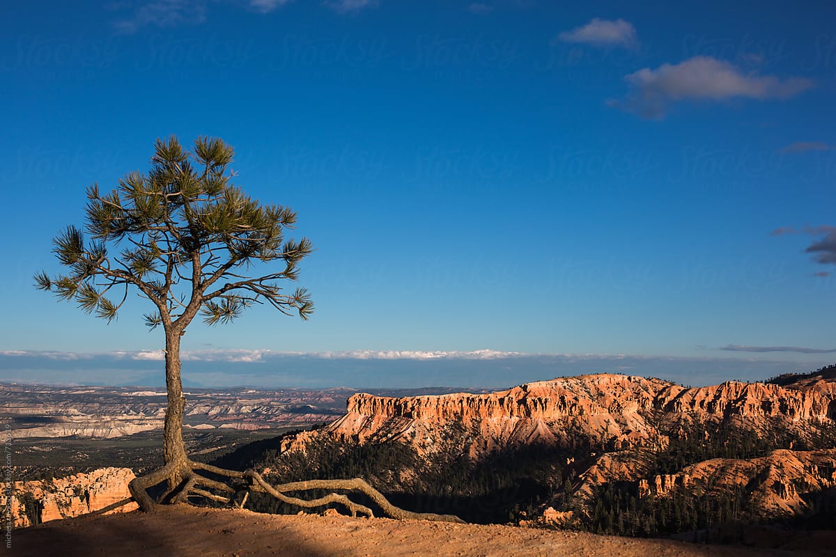 Tree in Bryce Canyon National Park at sunset