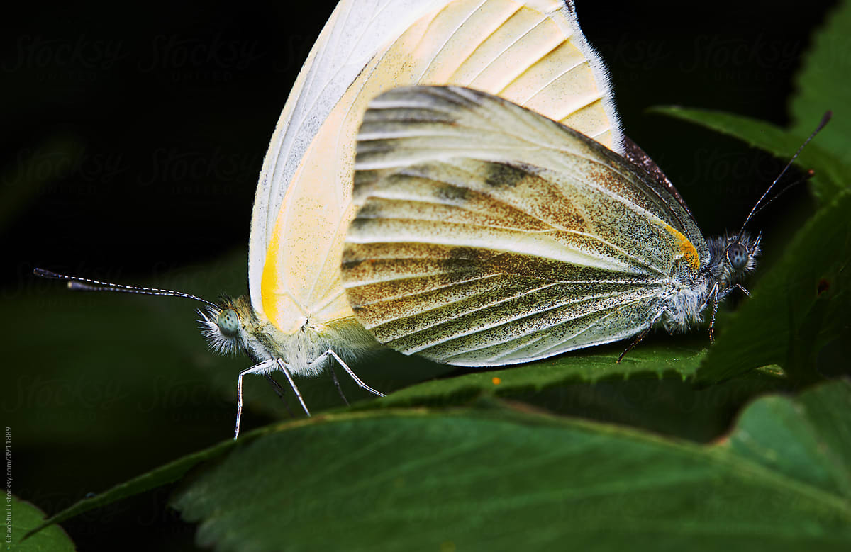 Closeup of butterfly