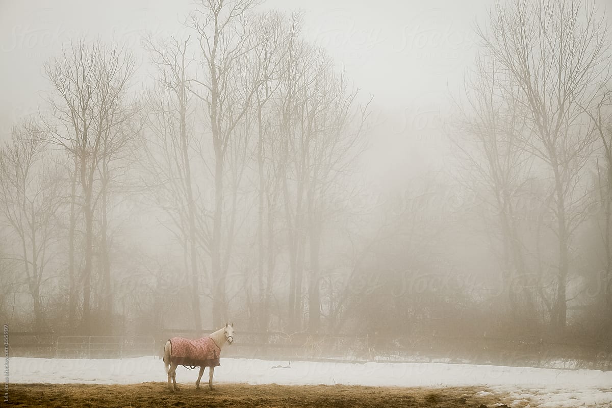 Horse standing in the mist