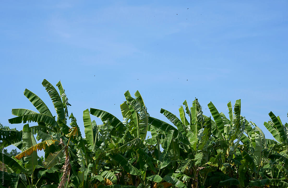 Closeup banana grove in strong wind with swallows hanging in the sky