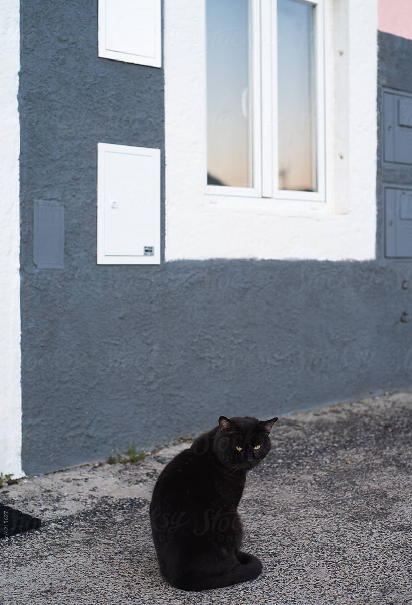 Black cat sitting in the street by the door of a house
