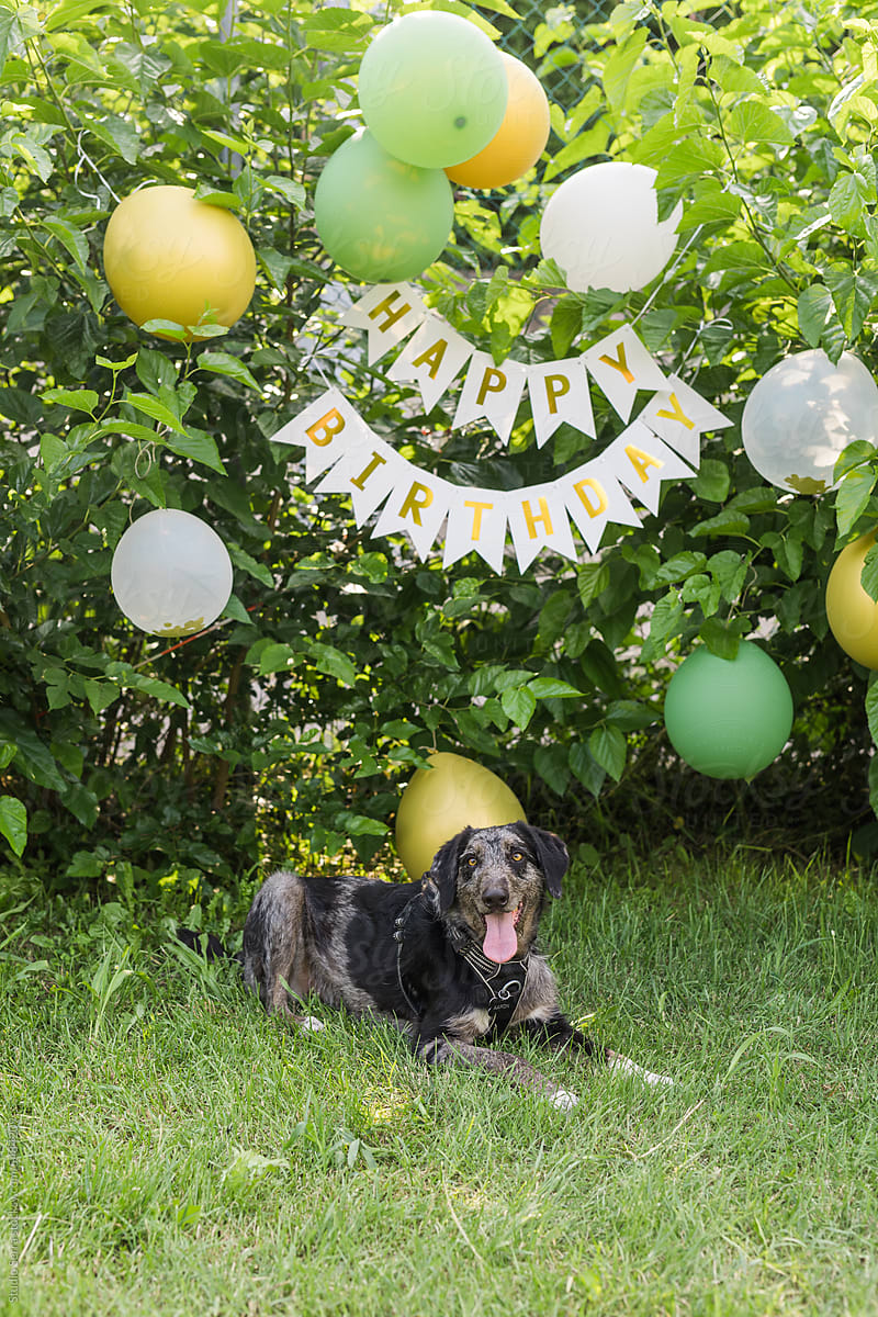 Outdoor Dog Birthday Party