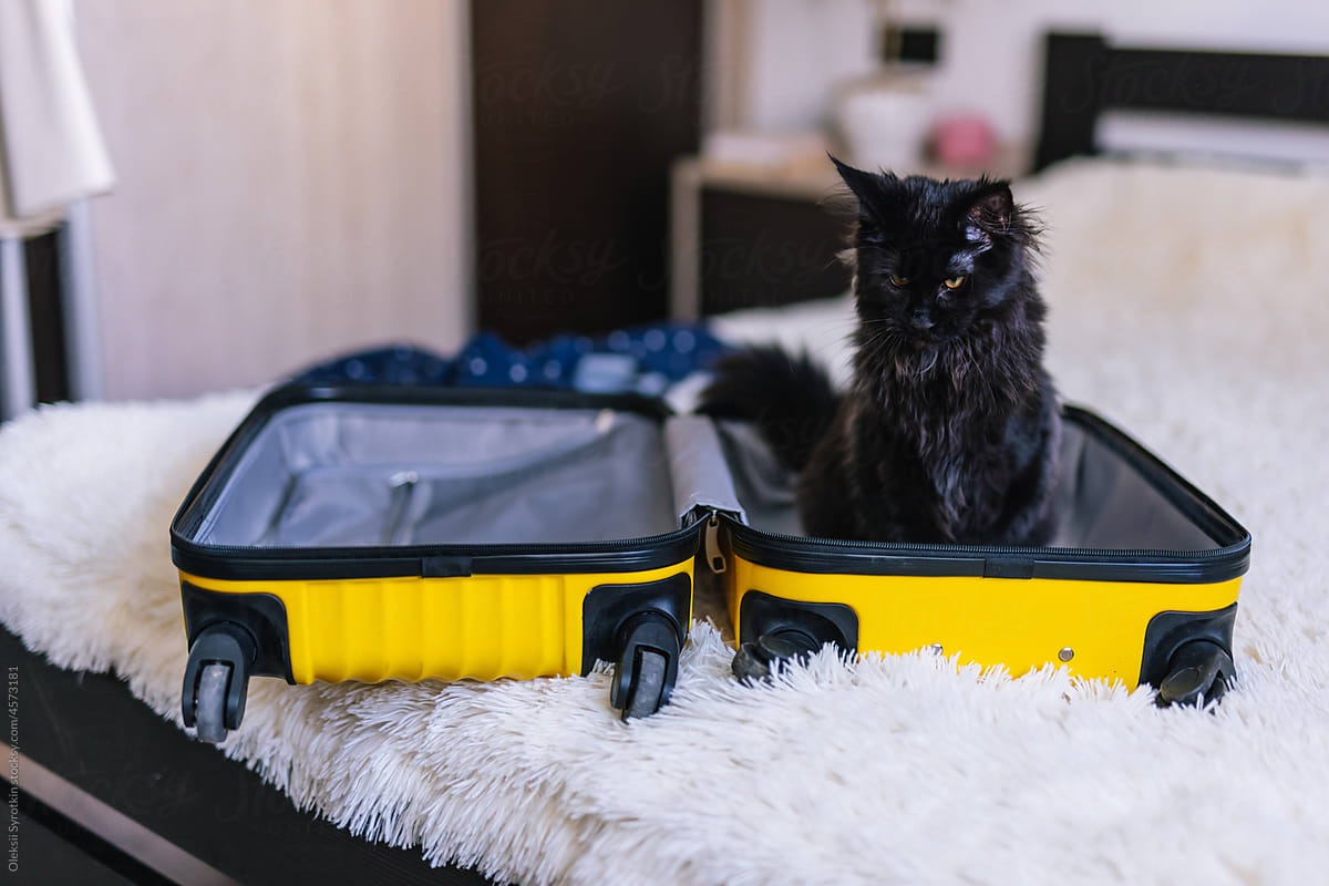 Maine coon having seat in huge travel bag