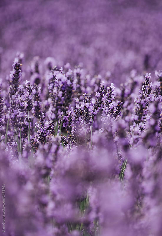 Detail of Lavender flowers in a garden. Norfolk, UK.