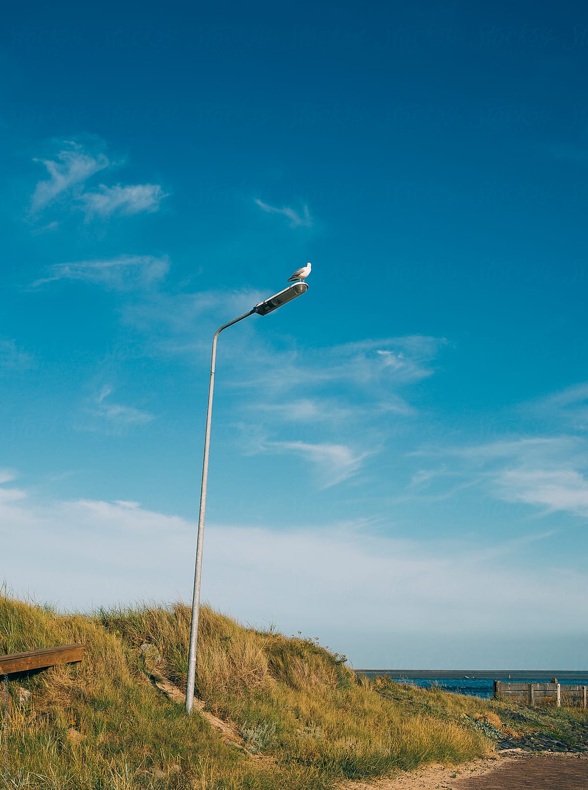 Seagull on a lamppost