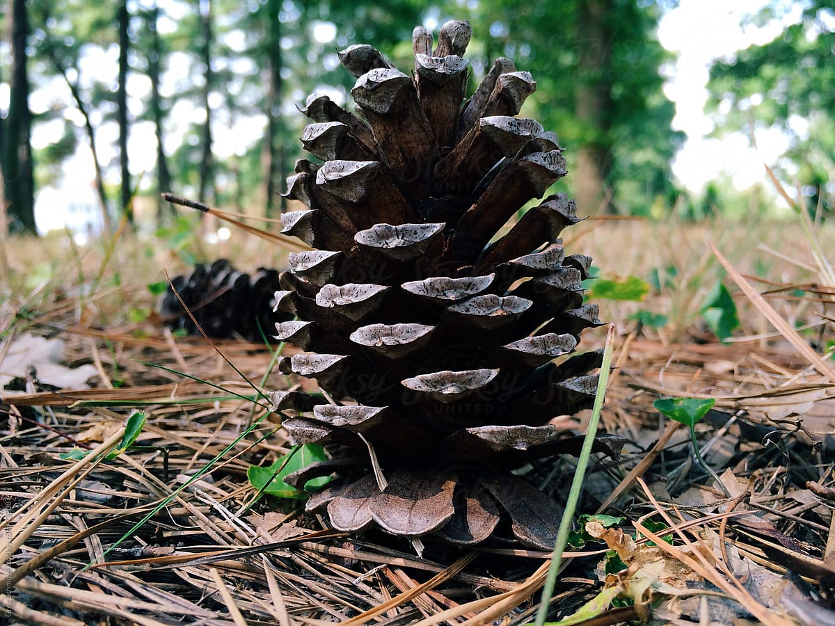 A single pine cone on the ground of pine needles in a forest in America