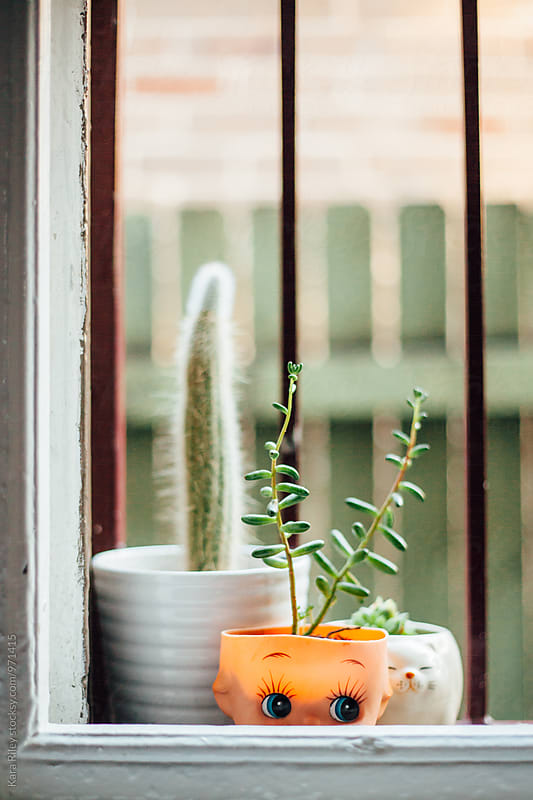 Cacti and Succulents in cute pots/dolls head on windowsill