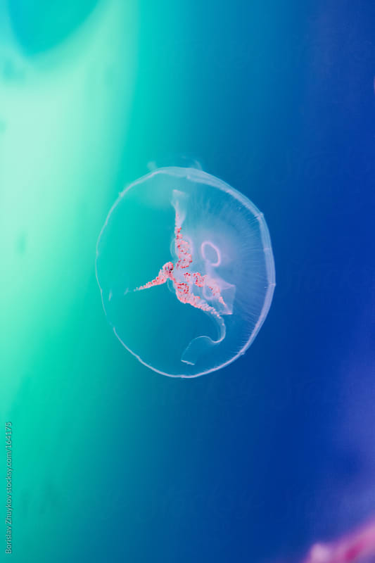 Beautiful jellyfish floats in the water