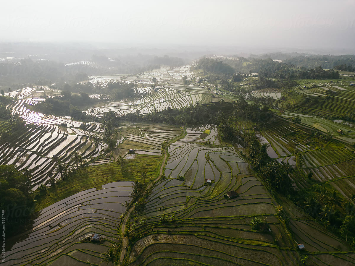 Aerial View Of Rice Terraces In Jatiluwih, Bali, Indonesia