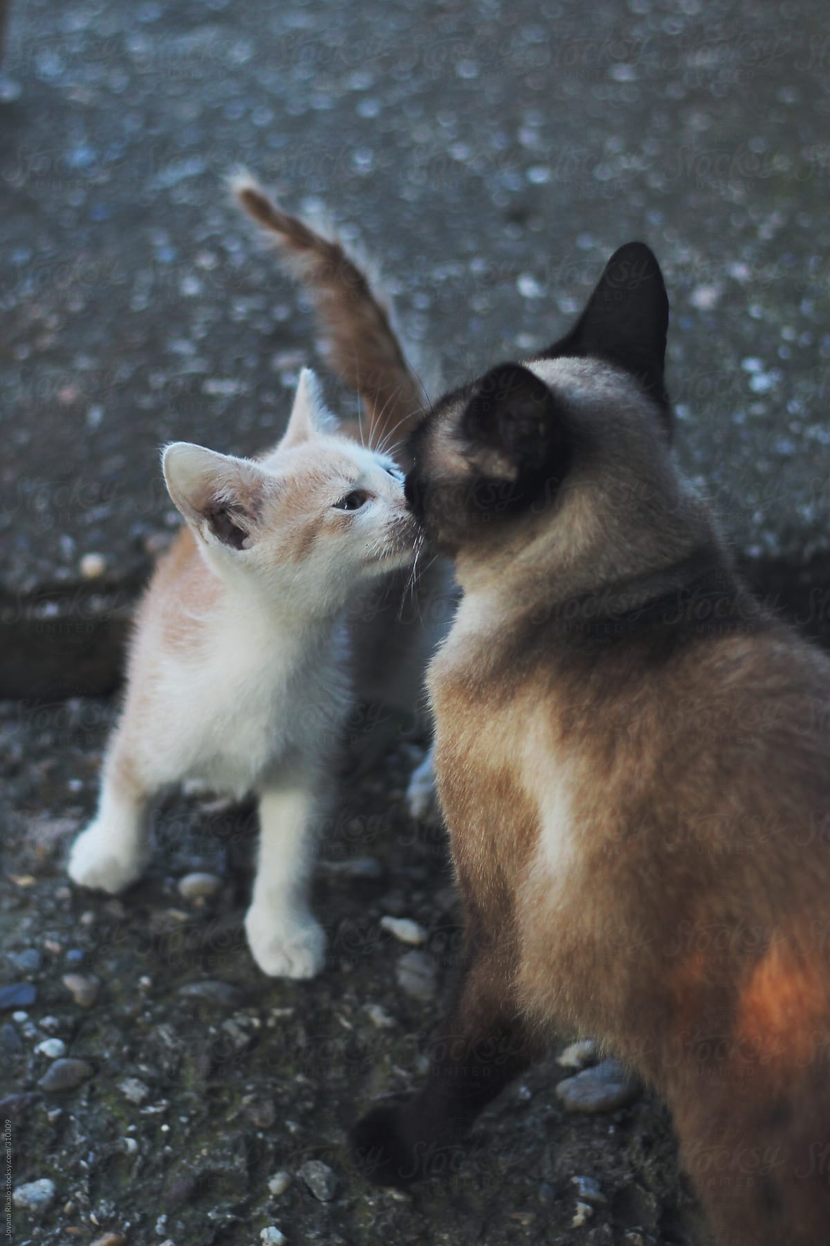 Cats Kissing Each Other