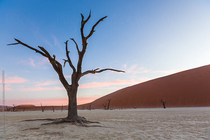 Camel Thorn Trees at Deadvlei during sunset over dunes, Namibia, Africa