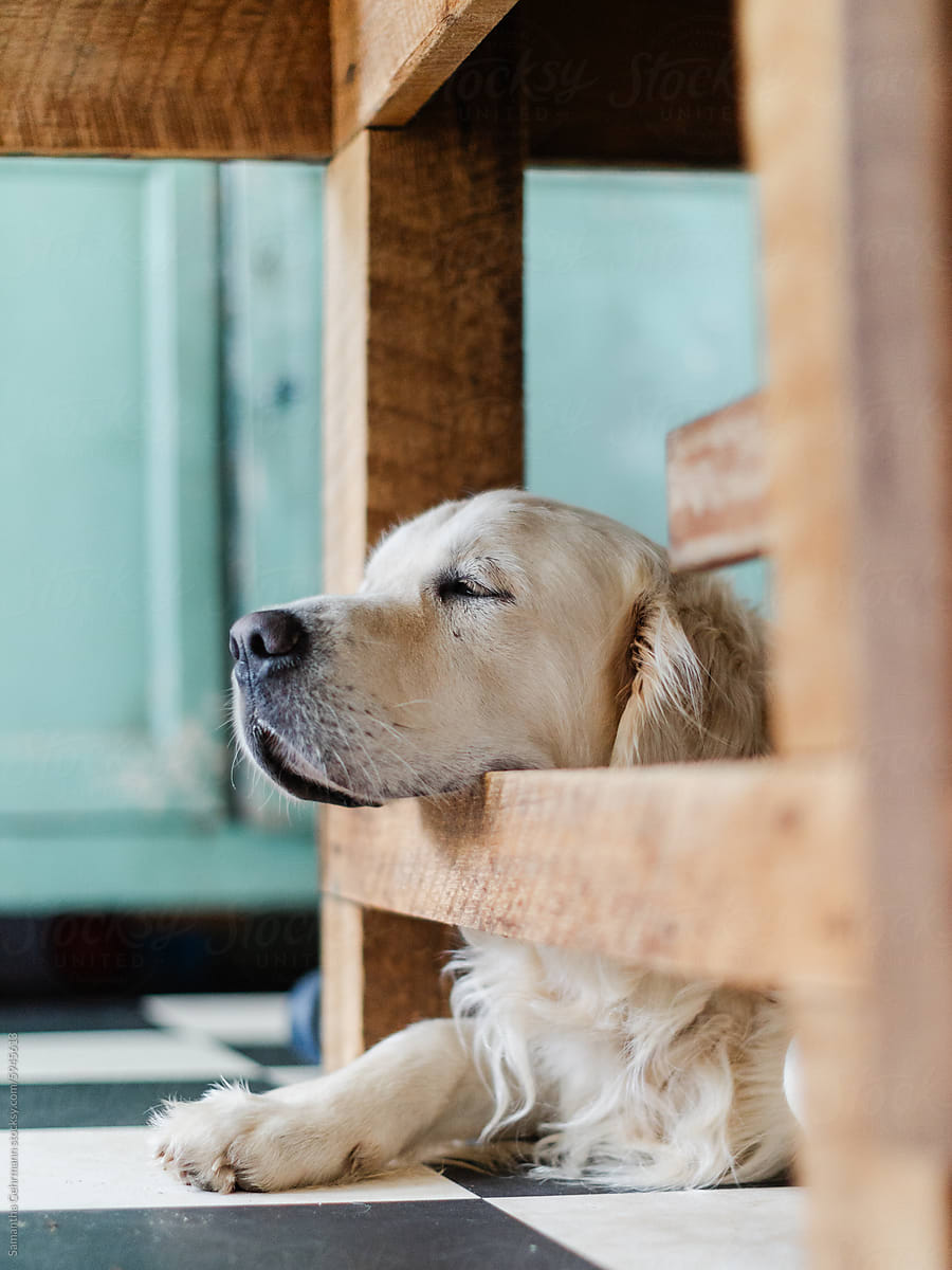 golden retriever dog resting his head