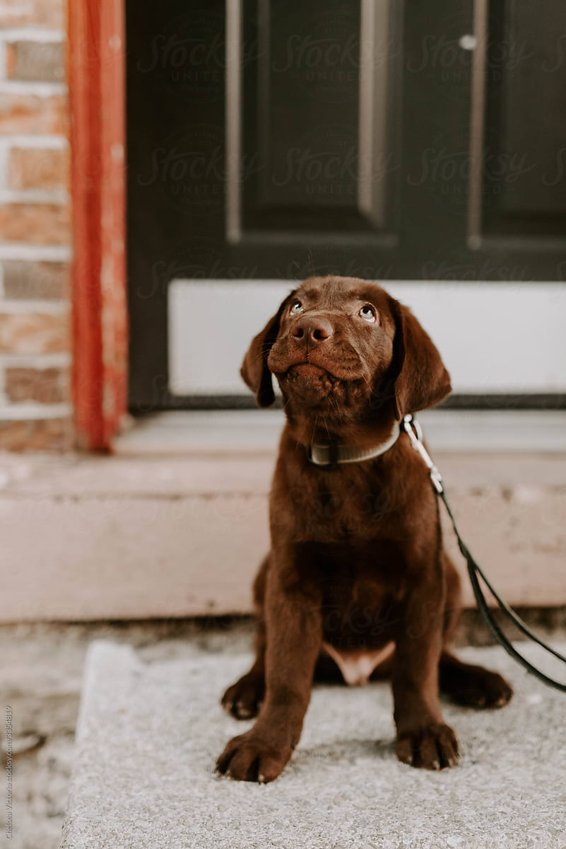 A chocolate lab puppy