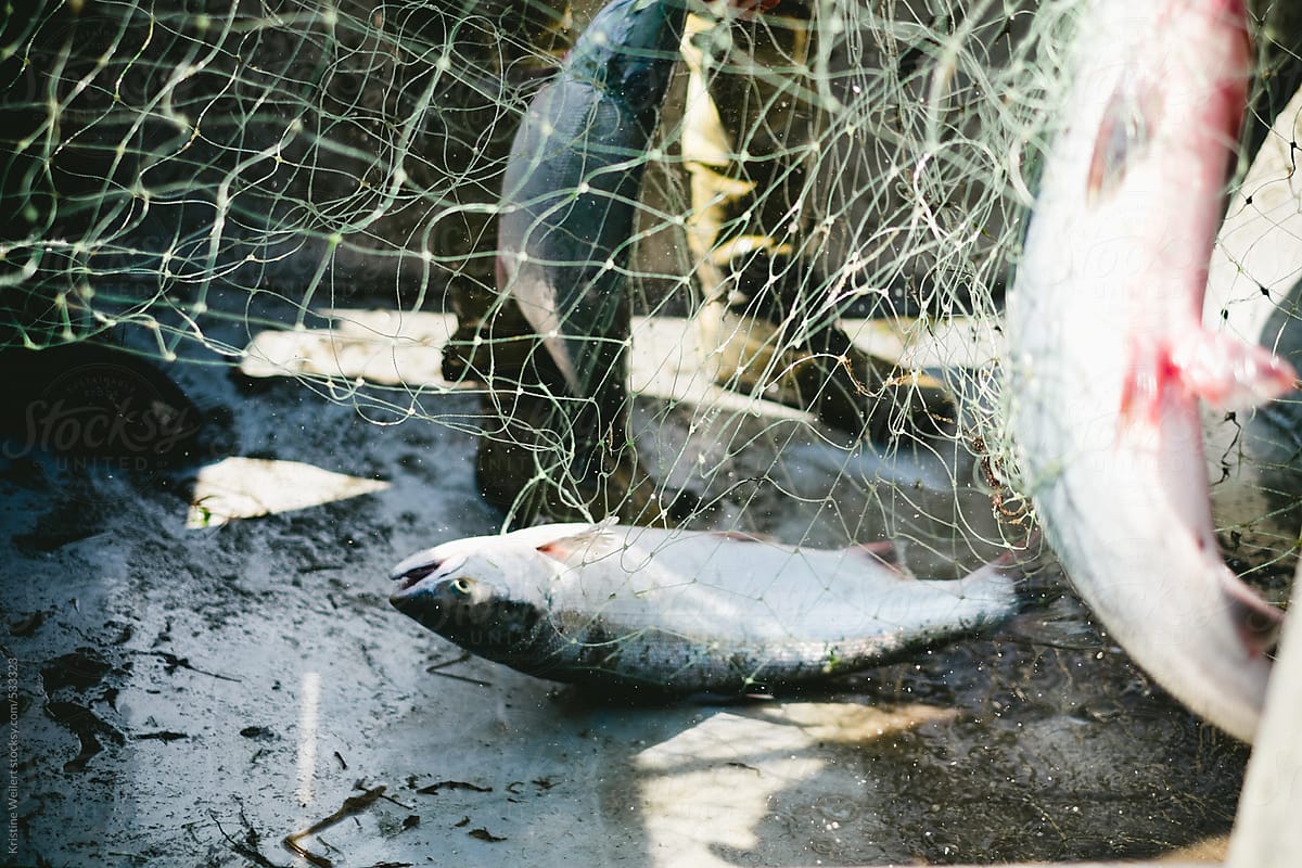 Salmon Fish Caught In Fishing Net by Stocksy Contributor