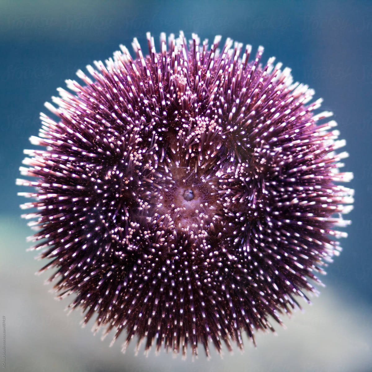 Purple sea ​​urchin