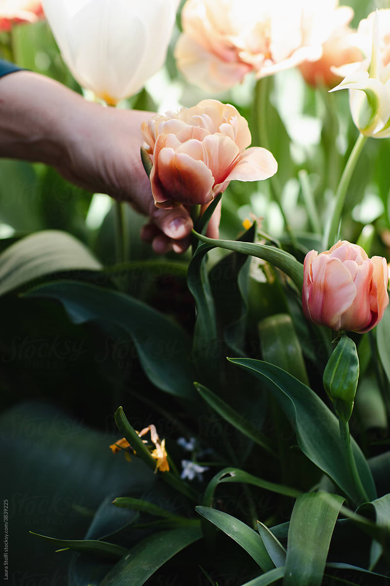 Hand holding tulip in flower bed
