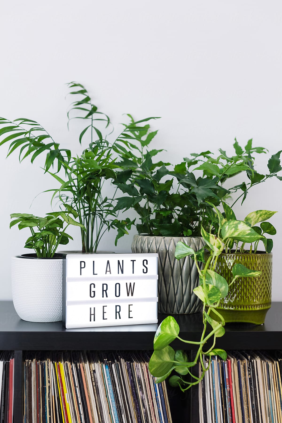 Selection of indoor plants and records with light box that says \