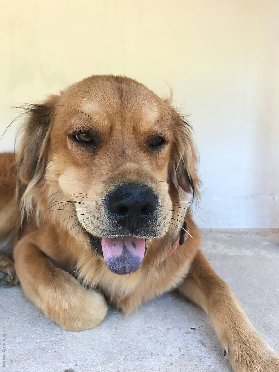 Dog stung by bees