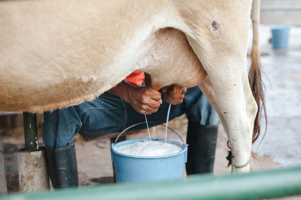 Farmer S Hands Milking Dairy Cows By Stocksy Contributor Rob And