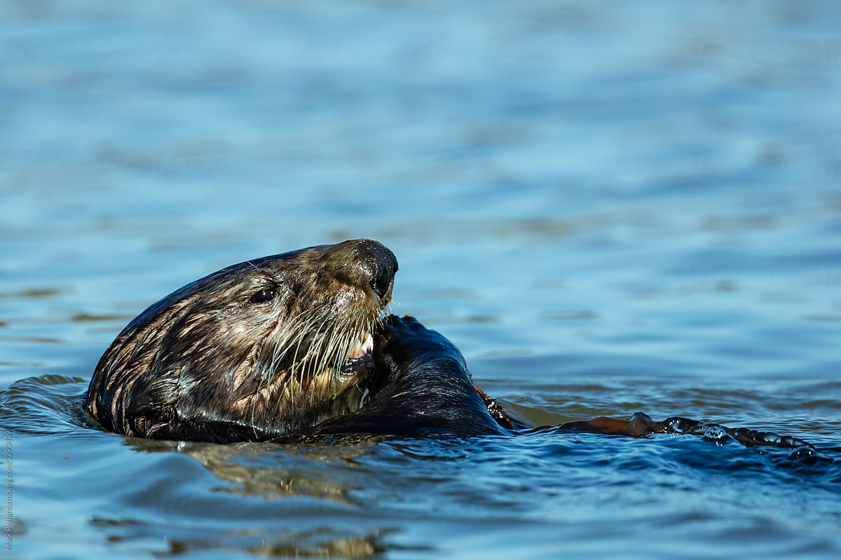 A Sea Otter Up Close