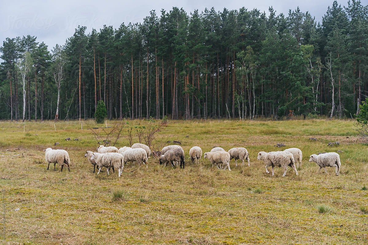Sheeps Eating Grass Next to The Woods.
