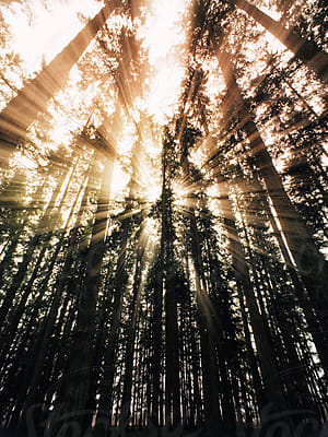 Beautiful Rays Of Light Coming Through Trees by Stocksy