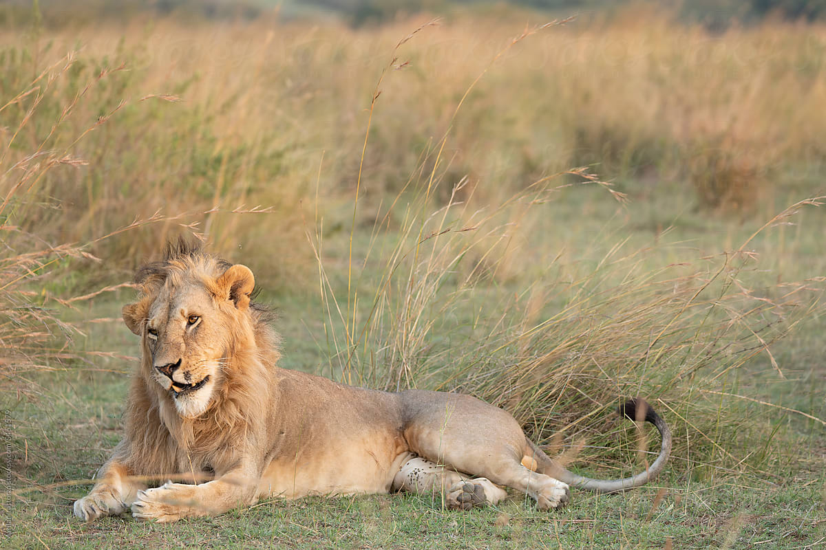 Young Male Lion Rests On The Grass