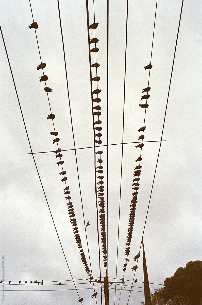 Pigeons on telegraph wires