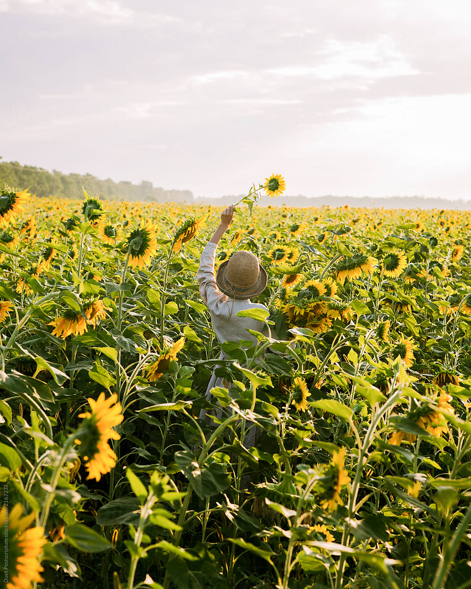 Girl collects sunflowers in a field