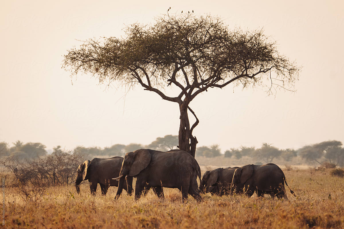 Group of elephants in a safari.