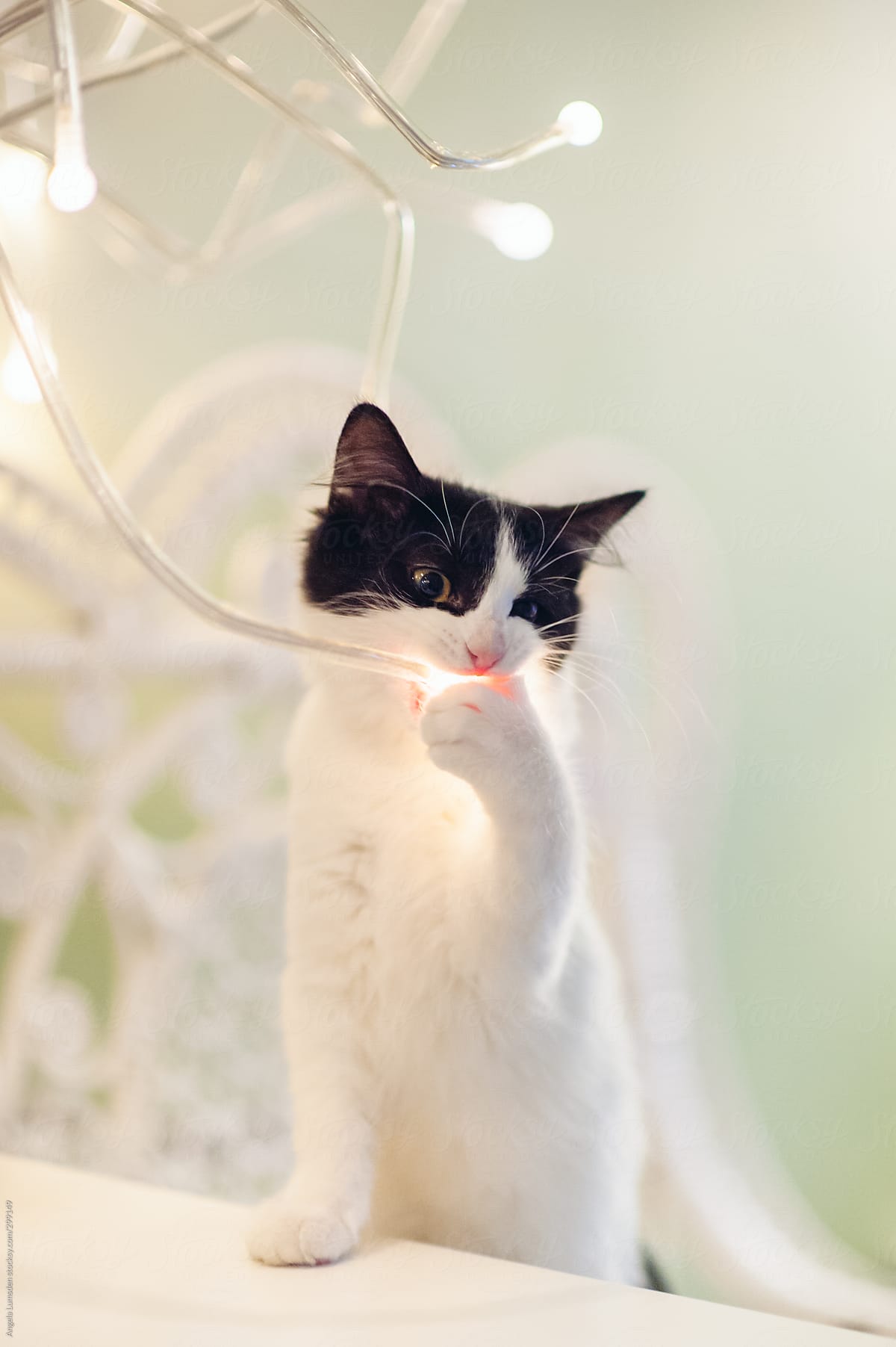 Kitten playing with decorative lighting