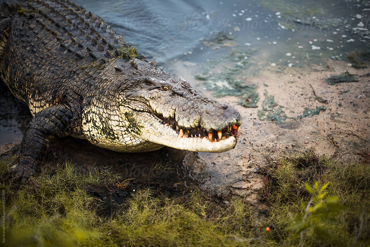 Big crocodile after eating