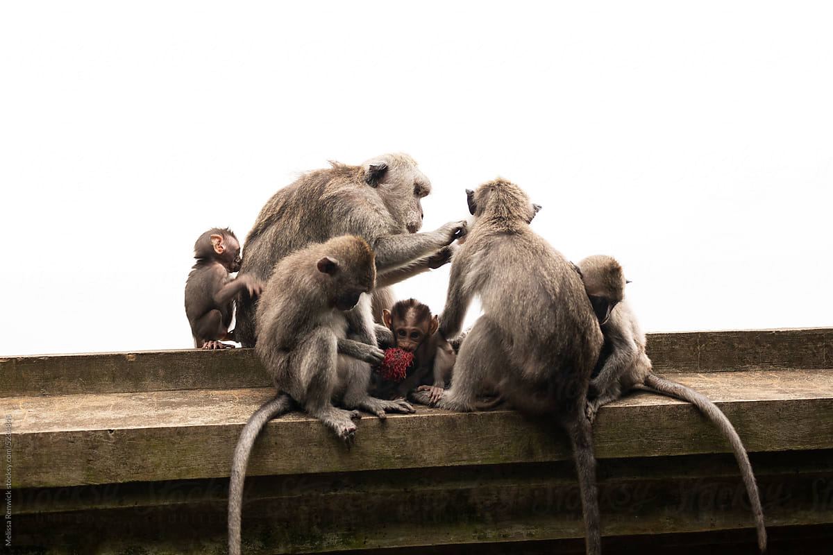 Monkeys at the Uluwatu Temple