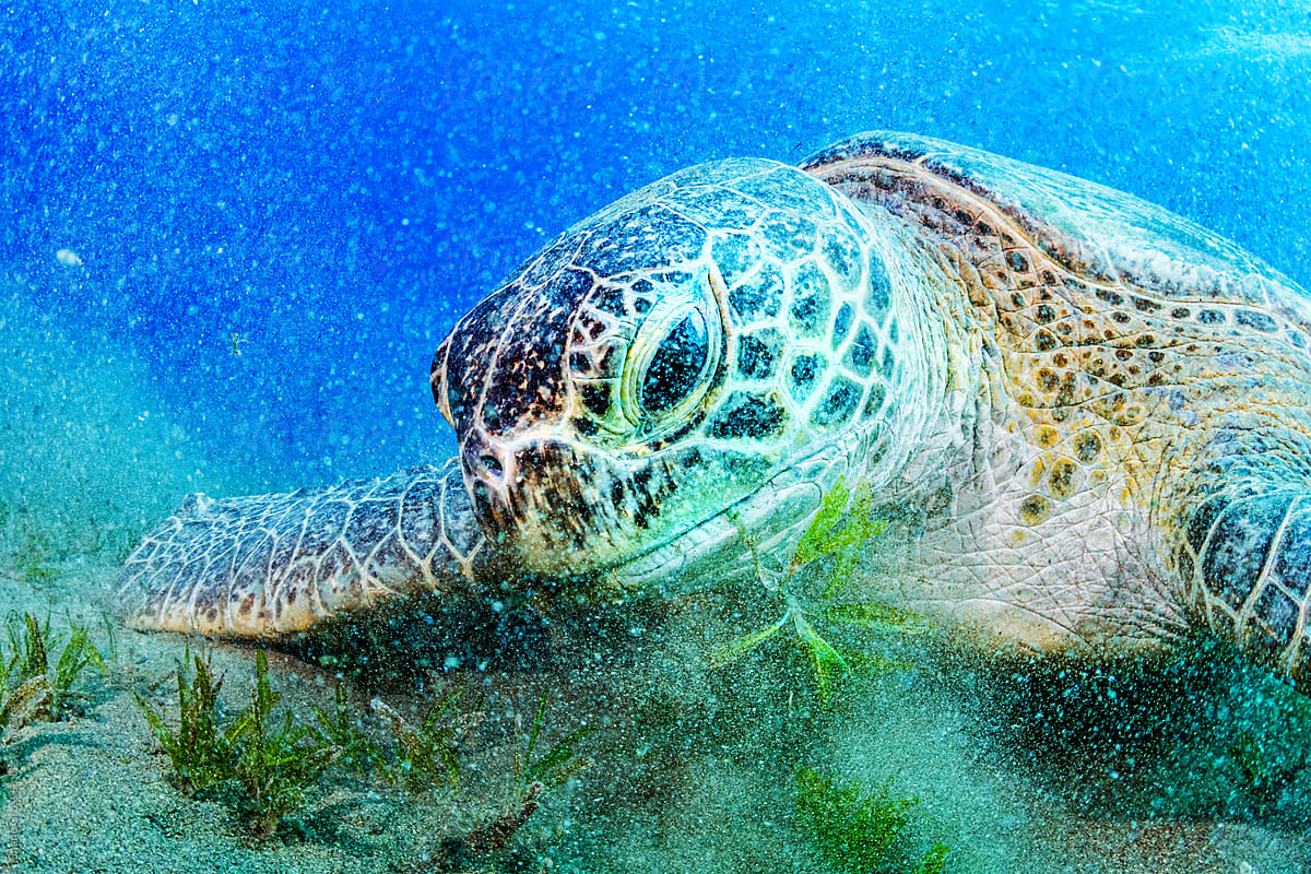Green Turtle Eating Seagrass